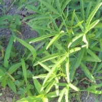 田舎へ　７月　③