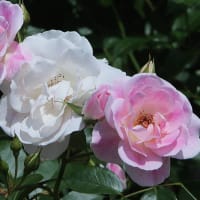 ベルモント公園のばら 3