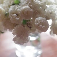 今年も白い蔓薔薇が咲きました