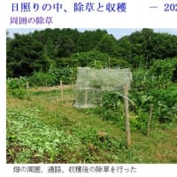 日照りの中、除草と収穫　　－ 2025.7初 －