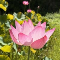 ◆  金野蓮池