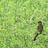 田んぼに、モズが来ていた。