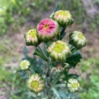 どくだみの花が群生しています