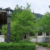 「夏ツバキ」満開の季節、一日花とも。