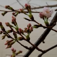桜の季節だねぇ🌸