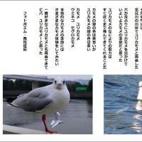 ビバ　ユリカモメ