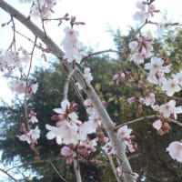 久々の晴れ～＼(＾▽＾)／　日差しが暖かく…枝垂れ桜も咲いてきた～♪