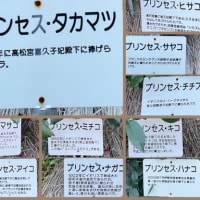 ＊ゆいまま伊勢に行く 最終回＊