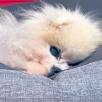 リンちゃんのお腹