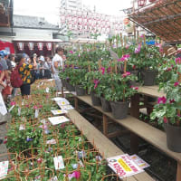 入谷鬼子母神の朝顔市にて