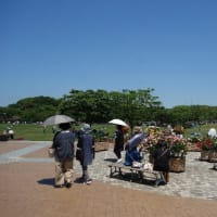 春のバラフェア 2024：北九州市立響灘[ひびきなだ]緑地