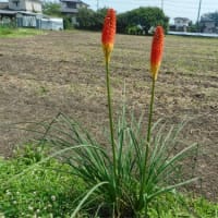エキナセア、斑入りギボウシ、アガパンサス、トリトマ