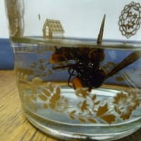 スズメバチ 焼酎漬け - ニホンミツバチの四季
