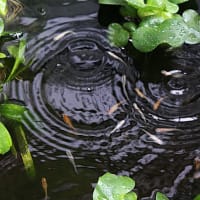 「水玉と波紋」撮影