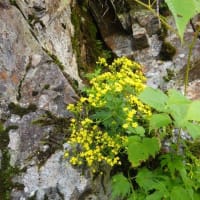 2024年8月3日(土)～5日(月)　[北ア]上高地をつぶさにめぐり、グルメを堪能(花編)!