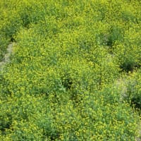 菜の花満開