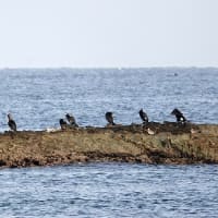 04/23探鳥記録写真-2：狩尾岬の鳥たち（クロサギ三昧、）