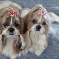 トリミングでさっぱり