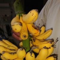 島バナナ🍌