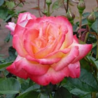 2025年の薔薇、その１１