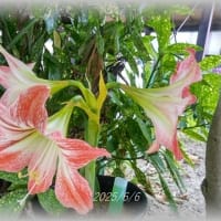 紫陽花