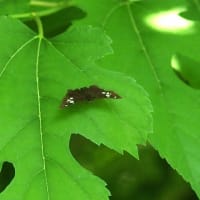 高原のチョウ