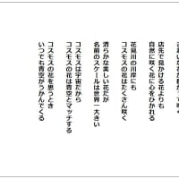 コスモスの花