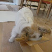 ぷくのご飯がお気に入り？