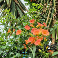 凌霄花