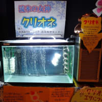３階水槽展示室