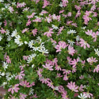 春～秋の花：スカエボラ②