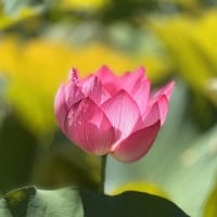 ◆  金野蓮池