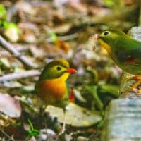 ソウシチョウ、オオルリ他　久しぶりの投稿