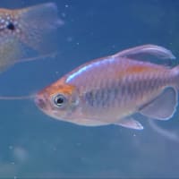 上段水槽の水換え 05/10