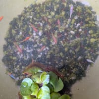 メダカが卵を産みだした