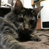 猫を飼い始めました！