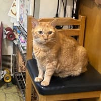 看板猫のいるお店で猫飲み 1 (2408-1)