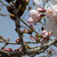 サクラ開花