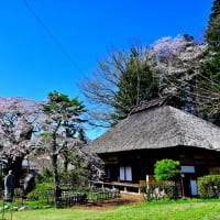 富士見町内の古木桜