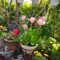 ～4/14 咲いた咲いたチューリップの花が♪～