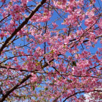 遊水桜の開花状況（2024/2/8）