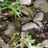 2023/04/29枚岡のつつじ
