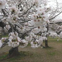 桜咲く！