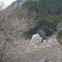 竹原の淡墨桜🌸🌸🌸／三重県・美杉町 
