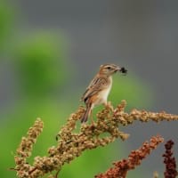 カイツブリ親子とセッカ