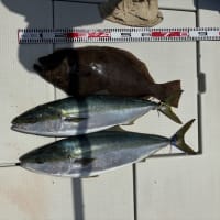 本日の釣果(5/20)