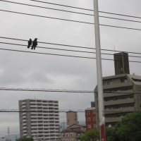 カラス2羽
