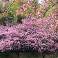 八重桜