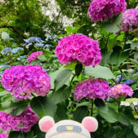 紫陽花。