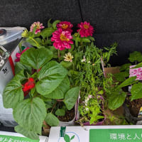 また青梅のカインズ